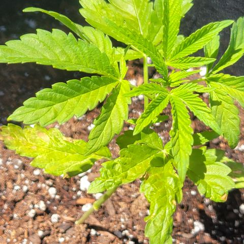 010: "OG Hella Jelly #2" growlog photo: Leaves are yellowing/burning 