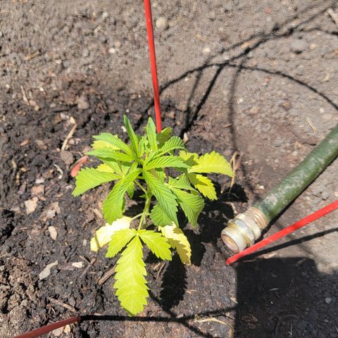 005: "Azul" growlog timeline photo