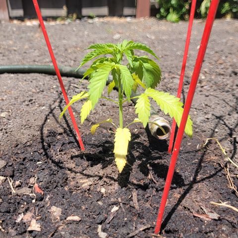 005: "Azul" growlog timeline photo