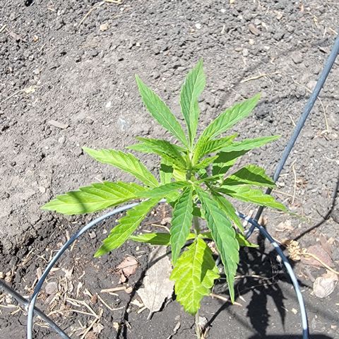 004: "Mike #1 (Left Seed)" growlog timeline photo