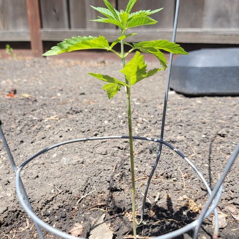 004: "Mike #1 (Left Seed)" growlog timeline photo