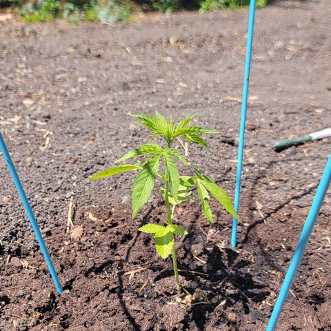 003: "Mike #2 (Right seed)  growlog timeline photo