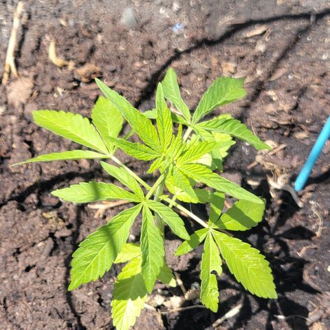 003: "Mike #2 (Right seed)  growlog timeline photo