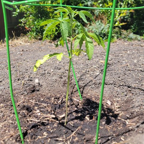 002: "Raul" growlog timeline photo