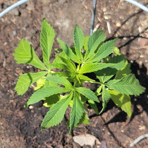 001: "Who Knows" growlog timeline photo
