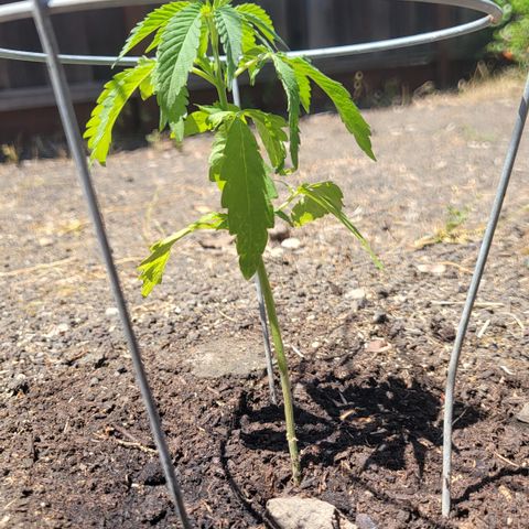 001: "Who Knows" growlog timeline photo