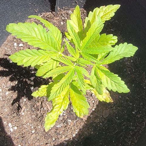 010: "OG Hella Jelly #2" growlog timeline photo