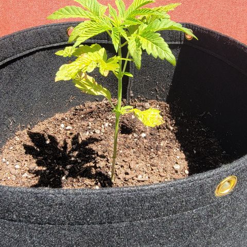 010: "OG Hella Jelly #2" growlog timeline photo