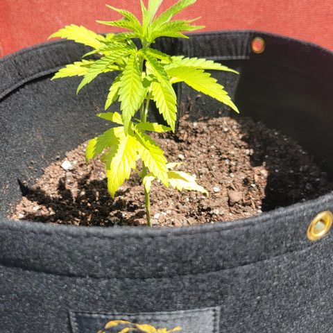 009: "OG Hella Jelly #1" growlog timeline photo