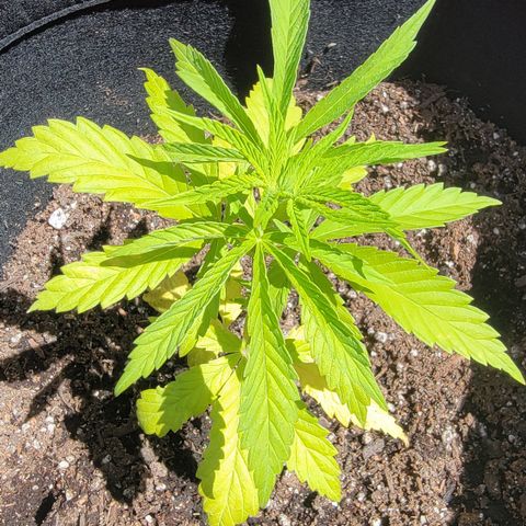 009: "OG Hella Jelly #1" growlog timeline photo
