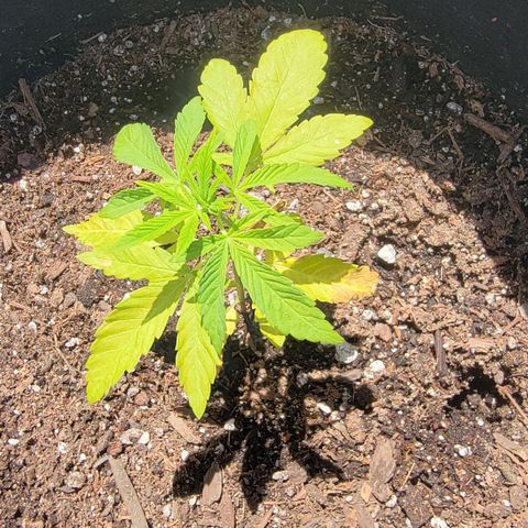 007: "Hella Jelly P5 #1" or AZUL?? growlog timeline photo