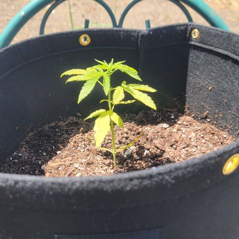 007: "Hella Jelly P5 #1" or AZUL?? growlog timeline photo