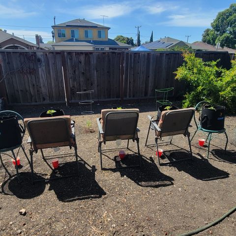 009: "OG Hella Jelly #1" growlog photo: Catching Runoff water from grow bags sitting on outdoor summer chairs