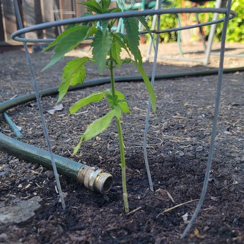 001: "Who Knows" growlog timeline photo