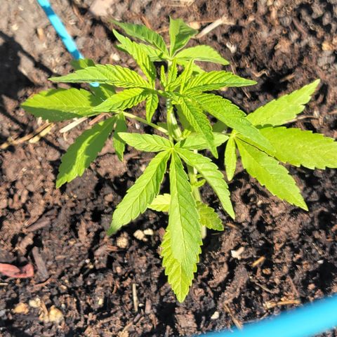 003: "Mike #2 (Right seed)  growlog timeline photo