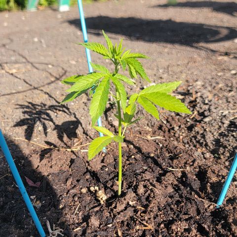 003: "Mike #2 (Right seed)  growlog timeline photo