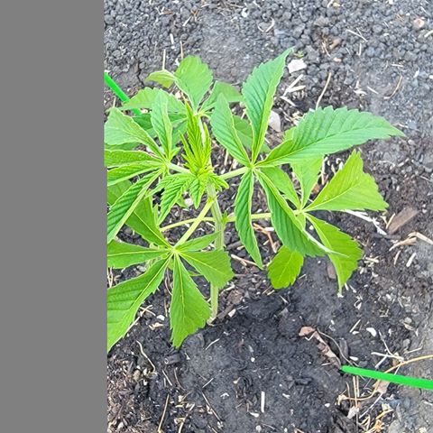 002: "Raul" growlog timeline photo