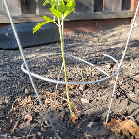 004: "Mike #1 (Left Seed)" growlog timeline photo