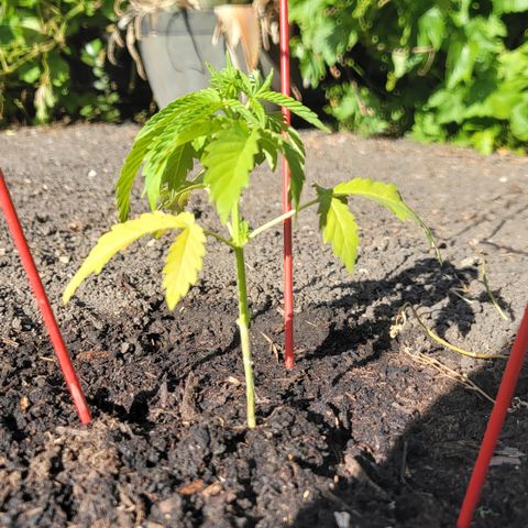 005: "Azul" growlog timeline photo