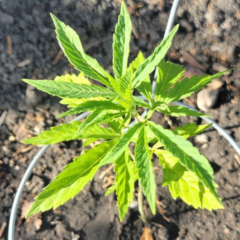004: "Mike #1 (Left Seed)" growlog timeline photo