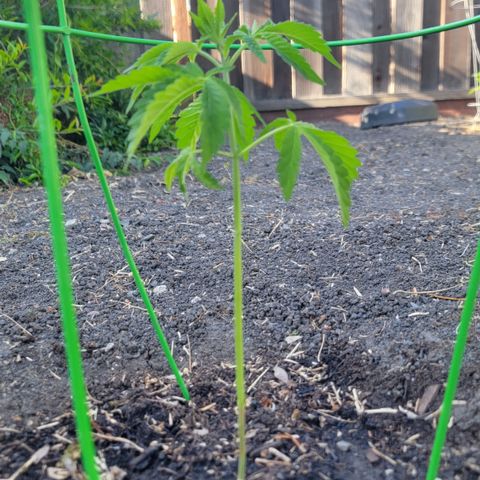 002: "Raul" growlog timeline photo