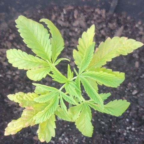 010: "OG Hella Jelly #2" growlog timeline photo