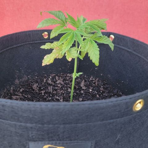 010: "OG Hella Jelly #2" growlog timeline photo