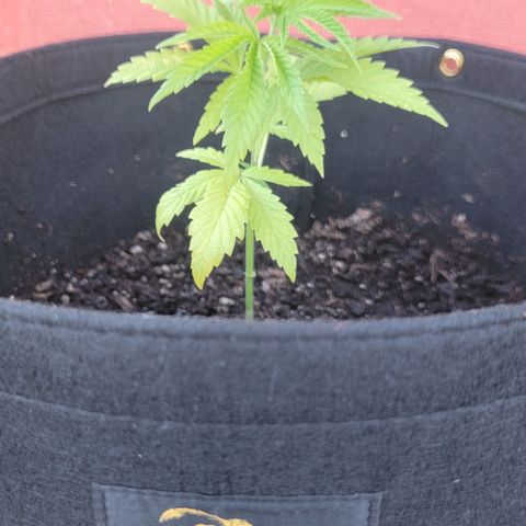 009: "OG Hella Jelly #1" growlog timeline photo