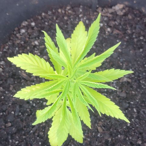 009: "OG Hella Jelly #1" growlog timeline photo