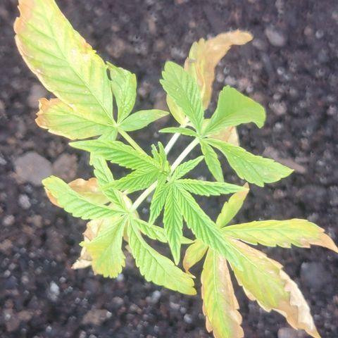 008: "Hella Jelly P5 #2"  growlog timeline photo