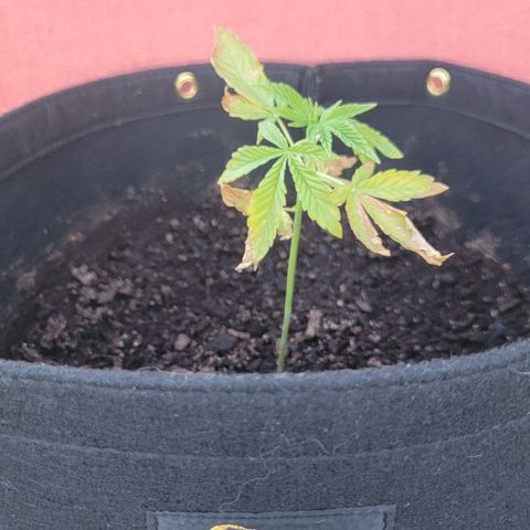 008: "Hella Jelly P5 #2"  growlog timeline photo