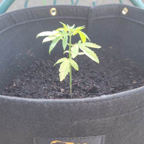 007: "Hella Jelly P5 #1" or AZUL?? growlog timeline photo