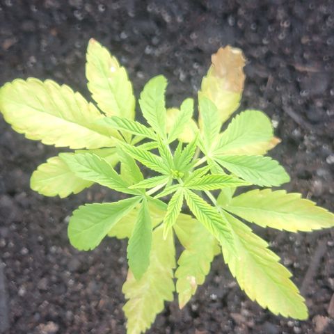 007: "Hella Jelly P5 #1" or AZUL?? growlog timeline photo