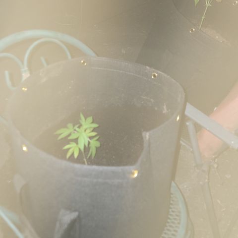 007: "Hella Jelly P5 #1" or AZUL?? growlog photo: Added 6th gallon and measured tds
As of 10:34pm
pH is 6.88
TDS 1064ppm