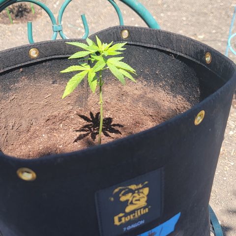 007: "Hella Jelly P5 #1" or AZUL?? growlog timeline photo