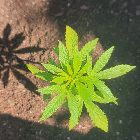 007: "Hella Jelly P5 #1" or AZUL?? growlog timeline photo