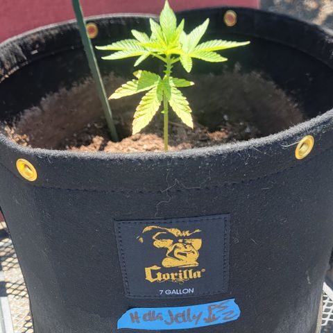 008: "Hella Jelly P5 #2"  growlog timeline photo