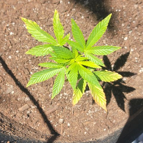 008: "Hella Jelly P5 #2"  growlog timeline photo