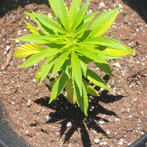 009: "OG Hella Jelly #1" growlog timeline photo