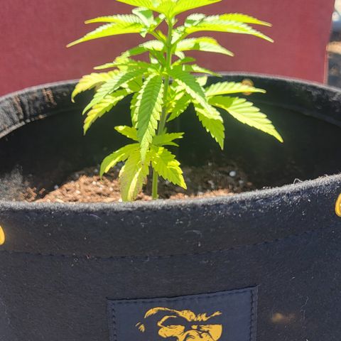 009: "OG Hella Jelly #1" growlog timeline photo