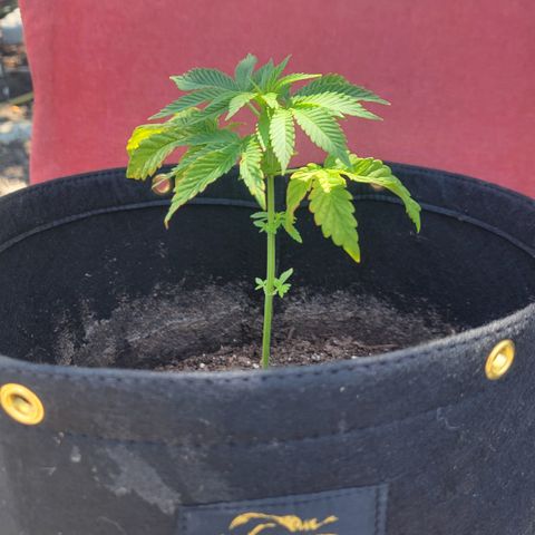 010: "OG Hella Jelly #2" growlog timeline photo