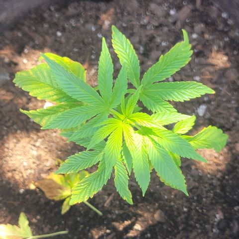 010: "OG Hella Jelly #2" growlog timeline photo