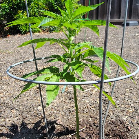 001: "Who Knows" growlog timeline photo
