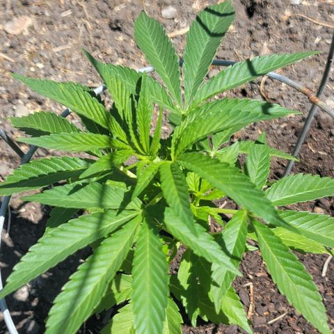 001: "Who Knows" growlog timeline photo