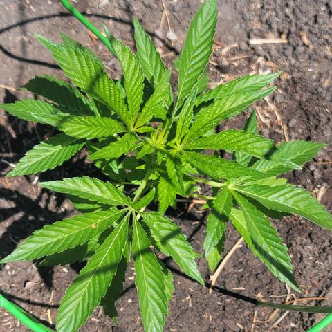 002: "Raul" growlog timeline photo