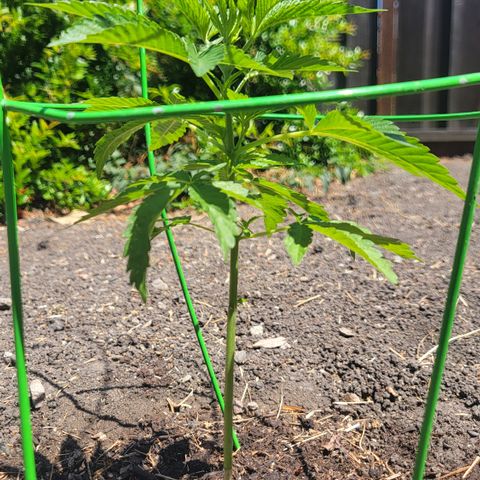 002: "Raul" growlog timeline photo