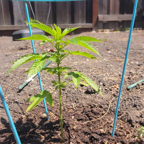 003: "Mike #2 (Right seed)  growlog timeline photo