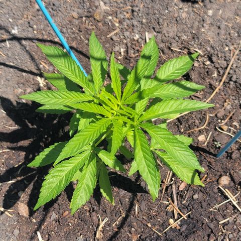 003: "Mike #2 (Right seed)  growlog timeline photo