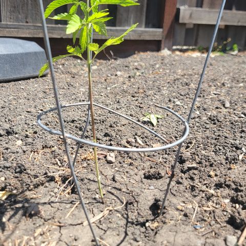 004: "Mike #1 (Left Seed)" growlog timeline photo