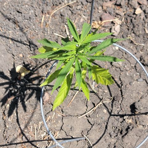 004: "Mike #1 (Left Seed)" growlog timeline photo